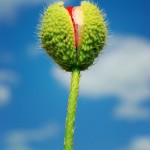 dreamstime_xs_9641477 Rebirth of The Blog Flower